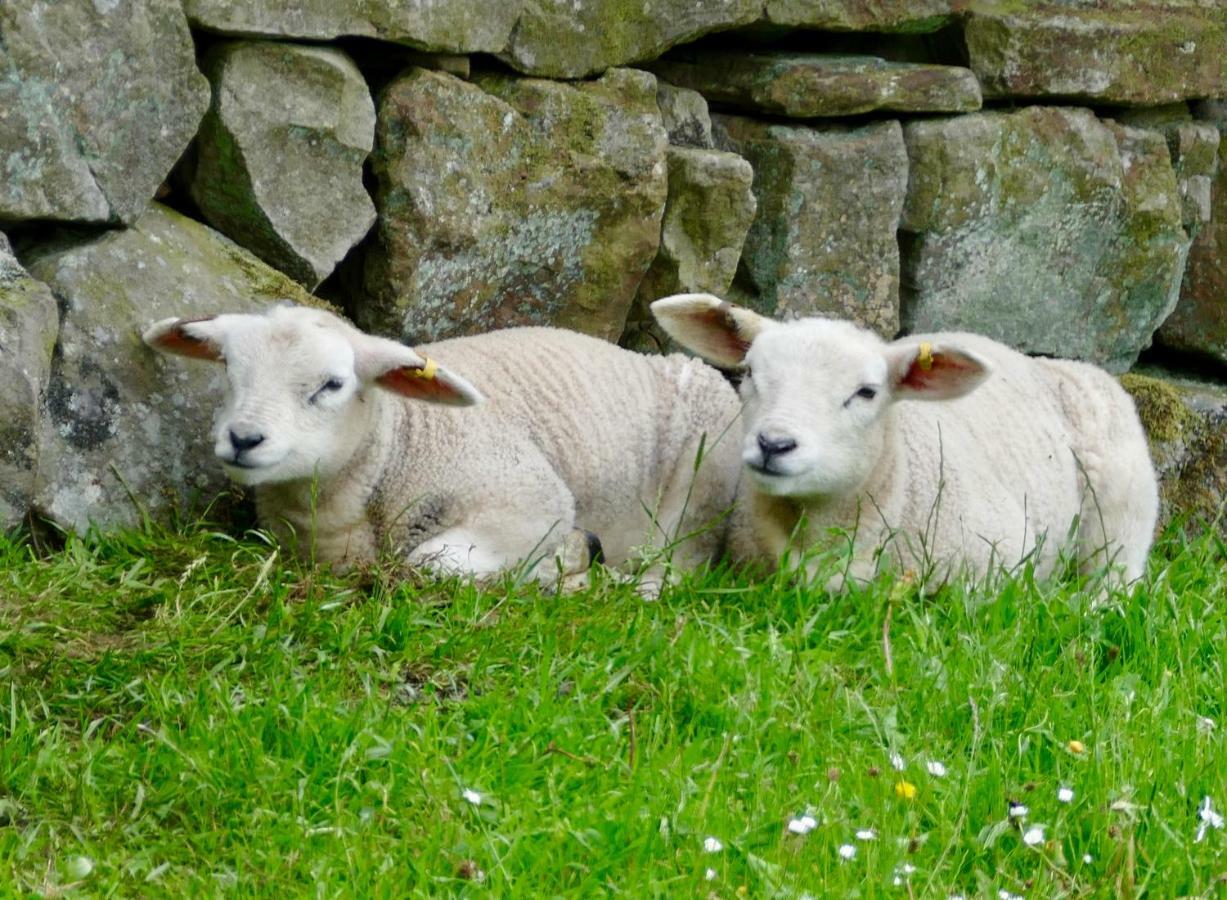 Heathergate Cottage Dartmoor Bnb Lydford ภายนอก รูปภาพ