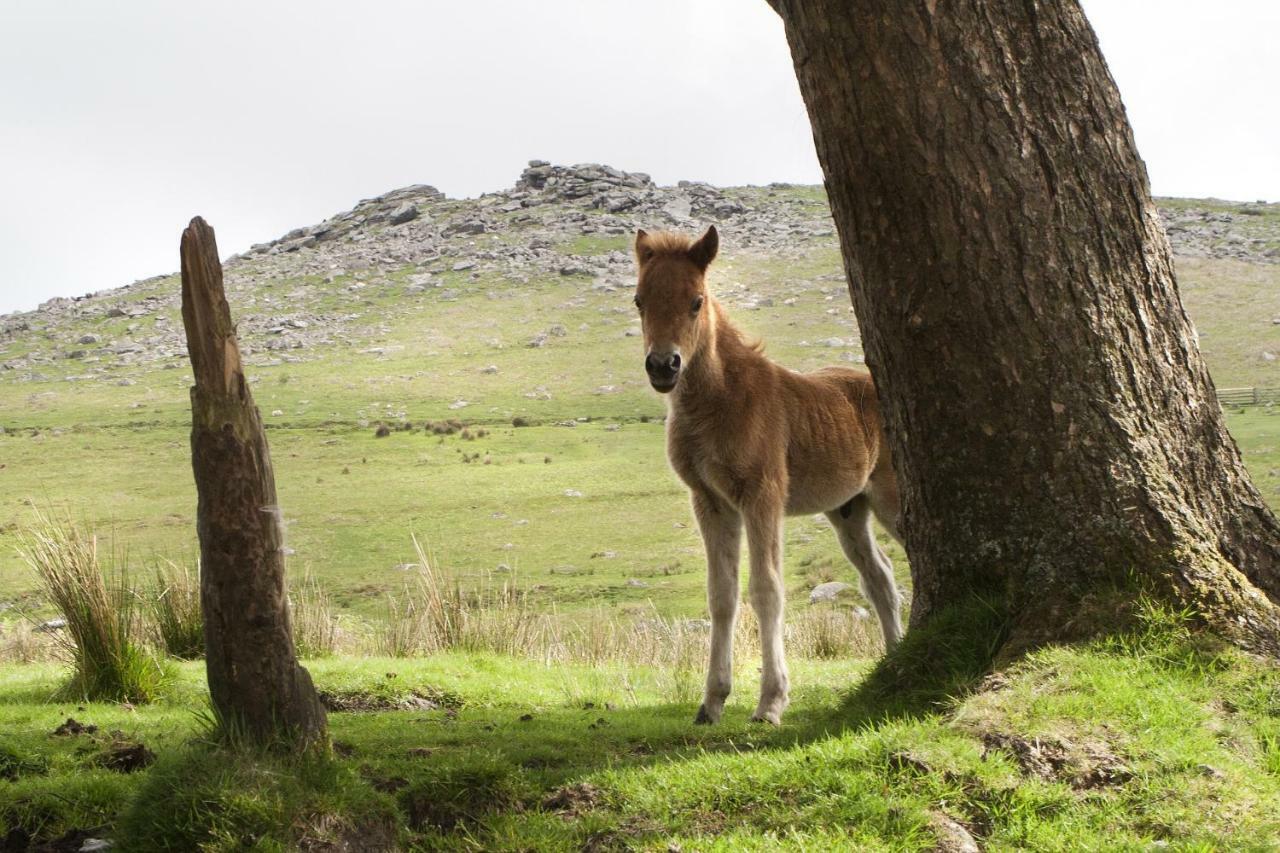 Heathergate Cottage Dartmoor Bnb Lydford ภายนอก รูปภาพ